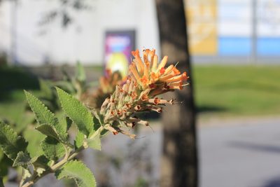 Buddleja tubiflora, photographed by Romi Galeota Lencina