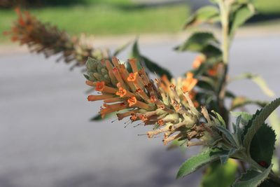 Buddleja tubiflora, photographed by Romi Galeota Lencina