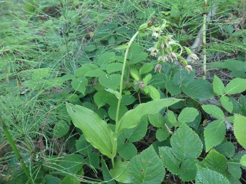 Epipactis muelleri, photographed by Valentin Moser