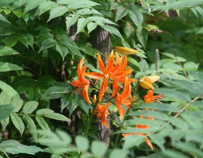 Lilium distichum, photographed by Oleg Kosterin