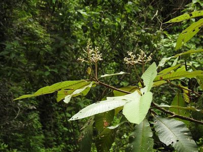 Saurauia montana, photographed by Neptalí Ramírez Marcial