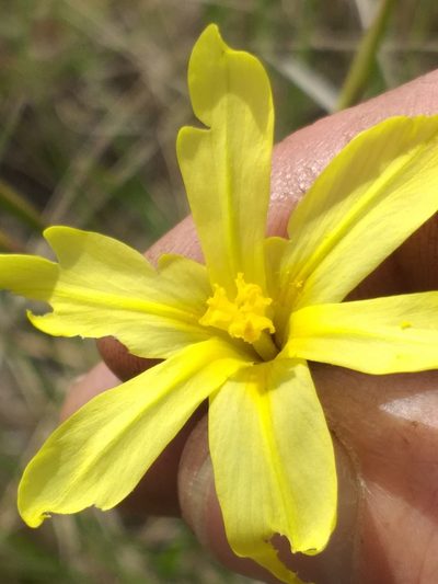 Moraea cookii, photographed by kevin koen