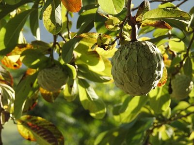 Annona macroprophyllata, photographed by Neptalí Ramírez Marcial