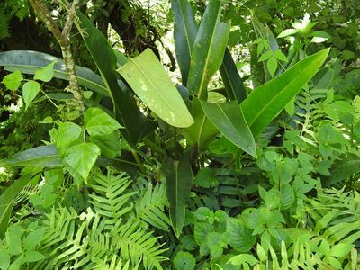 Anthurium seleri, photographed by Neptalí Ramírez Marcial