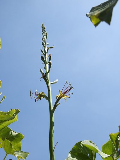 Agave scabra, photographed by Neptalí Ramírez Marcial