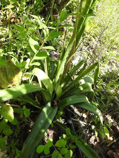 Agave scabra, photographed by Neptalí Ramírez Marcial
