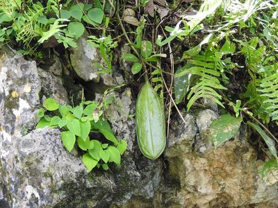 Anemopaegma puberulum, photographed by Neptalí Ramírez Marcial