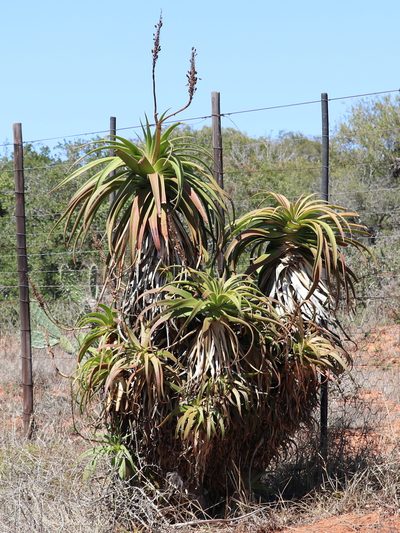 Aloe pluridens, photographed by Dave Brown