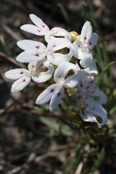 Stylidium crossocephalum, photographed by tobyyy