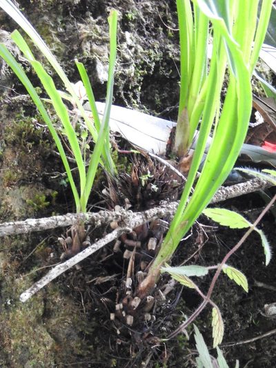 Pitcairnia heterophylla, photographed by Neptalí Ramírez Marcial