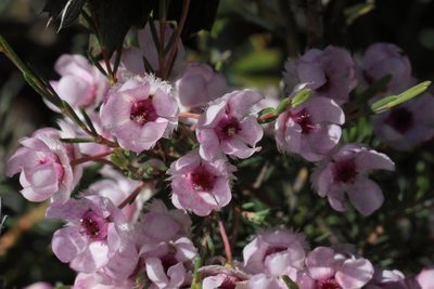 Verticordia picta, photographed by tobyyy