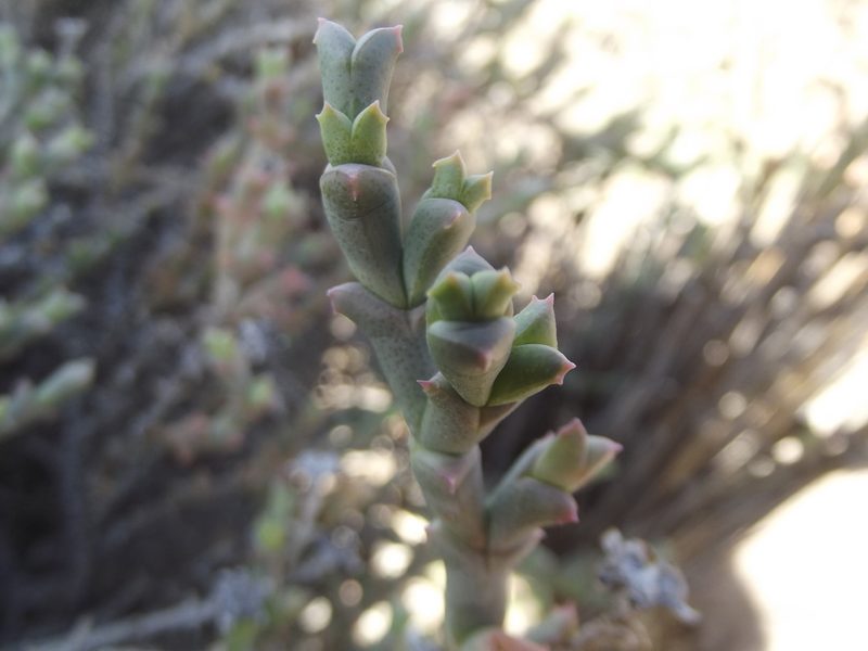 Ruschia grisea, photographed by Ludwig Muller
