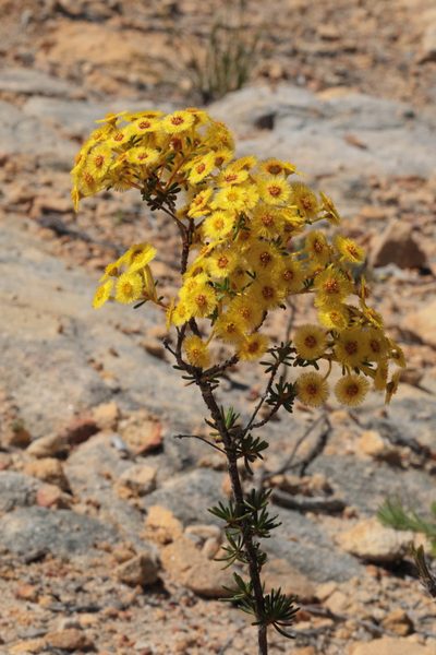 Verticordia nobilis, photographed by tobyyy