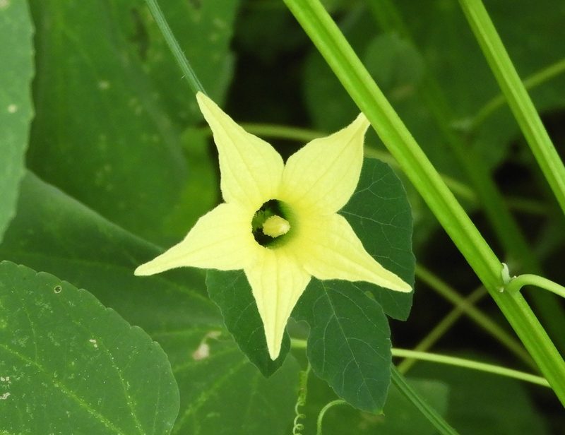 Schizocarpum parviflorum, photographed by Francisco Farriols Sarabia