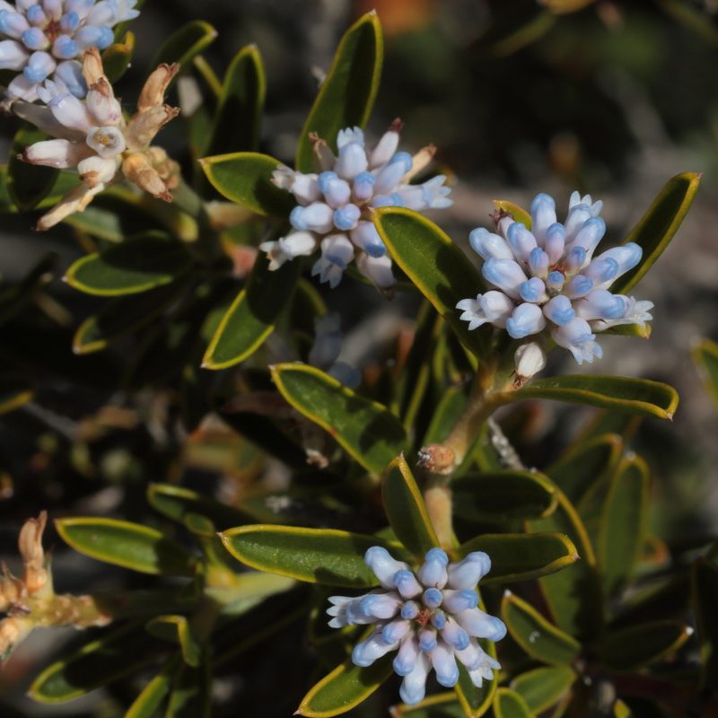 Conospermum nervosum, photographed by tobyyy