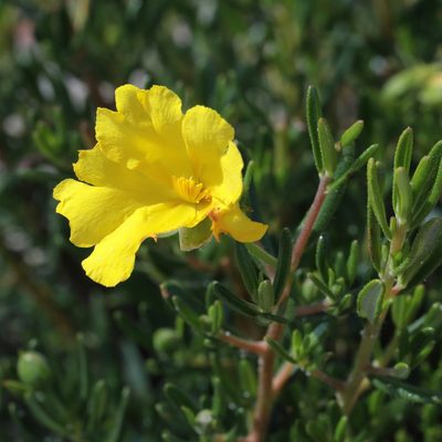 Hibbertia hypericoides, photographed by tobyyy