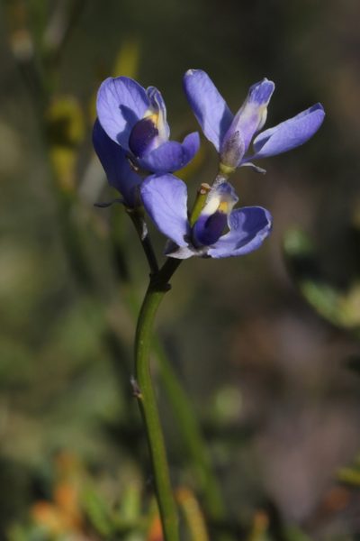 Comesperma ciliatum, photographed by tobyyy
