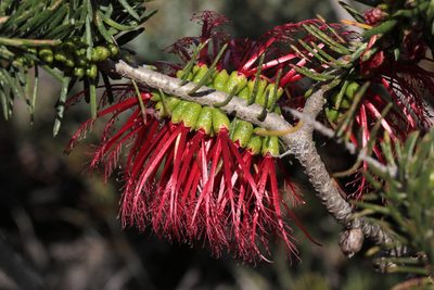 Melaleuca quadrifida, photographed by tobyyy