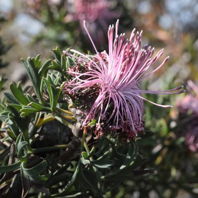 Isopogon dubius, photographed by tobyyy