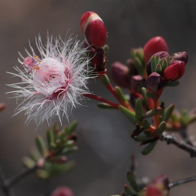 Verticordia huegelii, photographed by tobyyy