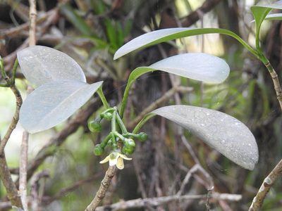 Clusia guatemalensis, photographed by Neptalí Ramírez Marcial