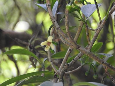 Clusia guatemalensis, photographed by Neptalí Ramírez Marcial