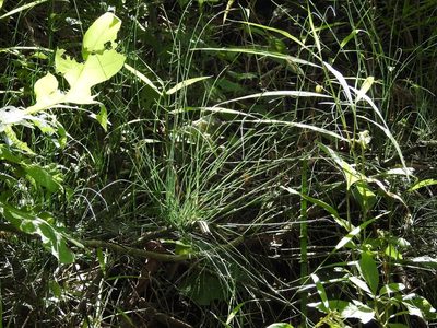 Equisetum myriochaetum, photographed by Neptalí Ramírez Marcial