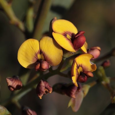 Daviesia horrida, photographed by tobyyy