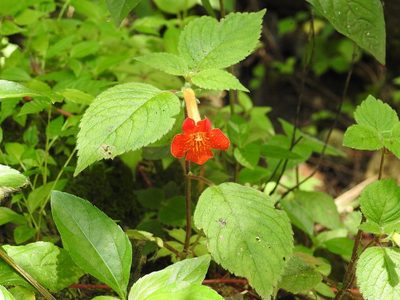 Achimenes antirrhina, photographed by Neptalí Ramírez Marcial