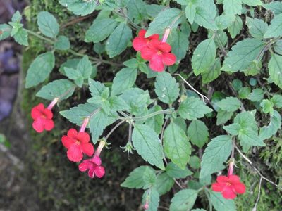 Achimenes erecta, photographed by Neptalí Ramírez Marcial