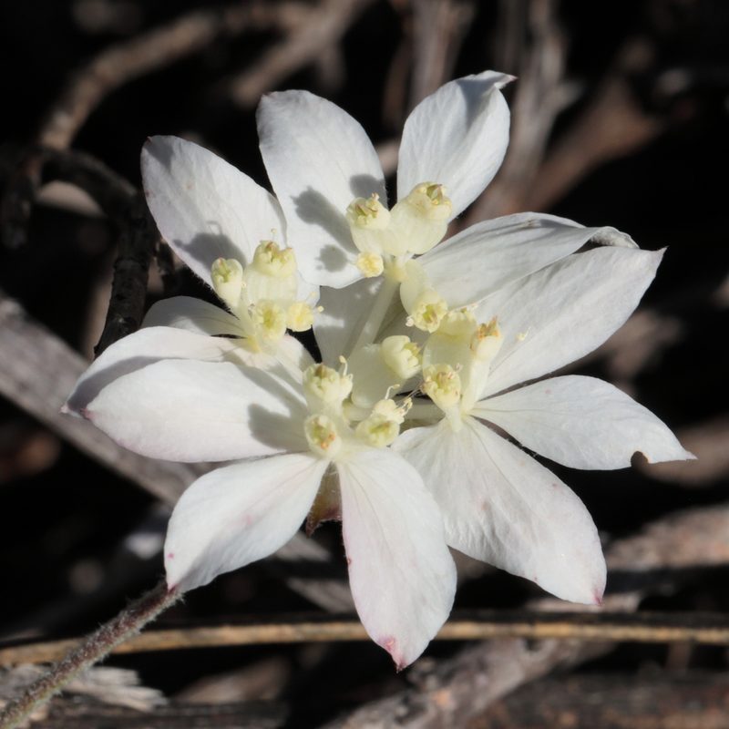 Xanthosia tomentosa, photographed by tobyyy