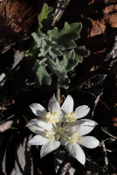 Xanthosia tomentosa, photographed by tobyyy
