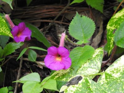 Achimenes skinneri, photographed by Neptalí Ramírez Marcial