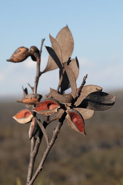 Hakea neurophylla, photographed by tobyyy