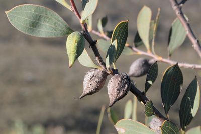 Hakea neurophylla, photographed by tobyyy