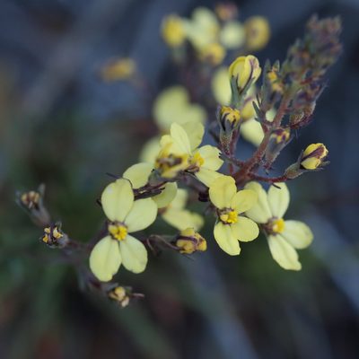 Stylidium diuroides, photographed by tobyyy