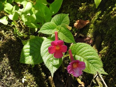 Achimenes skinneri, photographed by Neptalí Ramírez Marcial