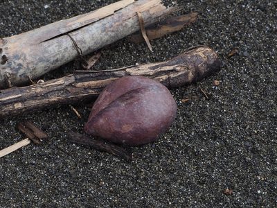 Heritiera littoralis, photographed by 葉子