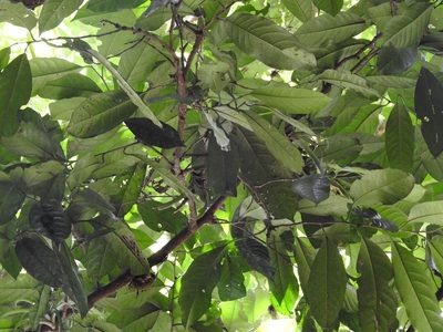 Oecopetalum mexicanum, photographed by Neptalí Ramírez Marcial