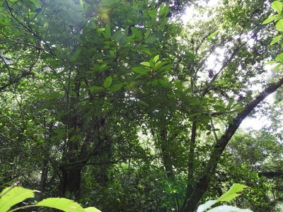 Ficus trigonata, photographed by Neptalí Ramírez Marcial