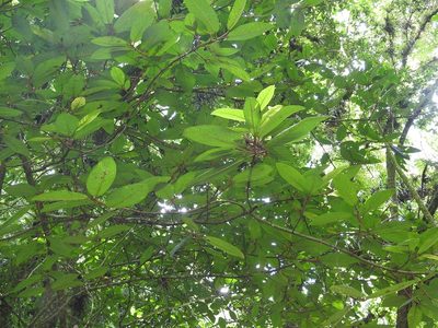 Ficus trigonata, photographed by Neptalí Ramírez Marcial