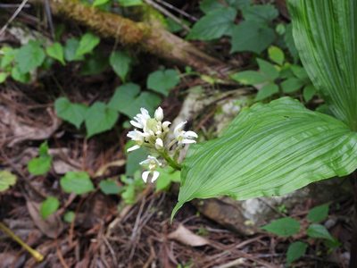 Govenia alba, photographed by Neptalí Ramírez Marcial