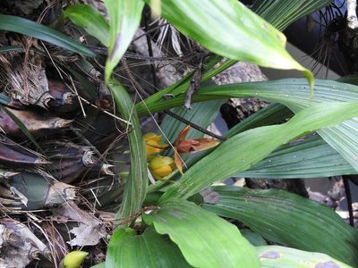 Lycaste cruenta, photographed by Neptalí Ramírez Marcial