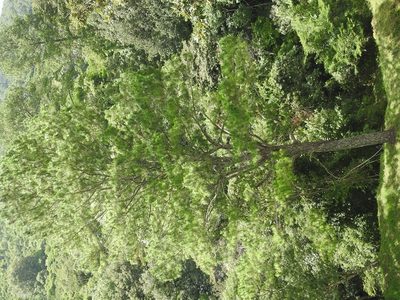 Pinus maximinoi, photographed by Neptalí Ramírez Marcial