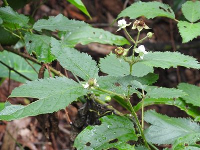 Rubus coriifolius, photographed by Neptalí Ramírez Marcial