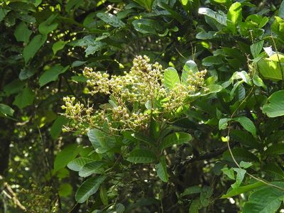 Cupania glabra, photographed by Neptalí Ramírez Marcial