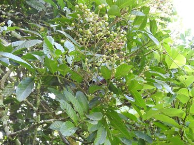 Cupania glabra, photographed by Neptalí Ramírez Marcial
