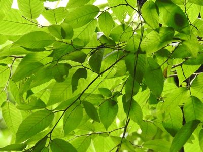 Ulmus mexicana, photographed by Neptalí Ramírez Marcial