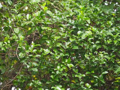 Gymnema sylvestre, photographed by 葉子