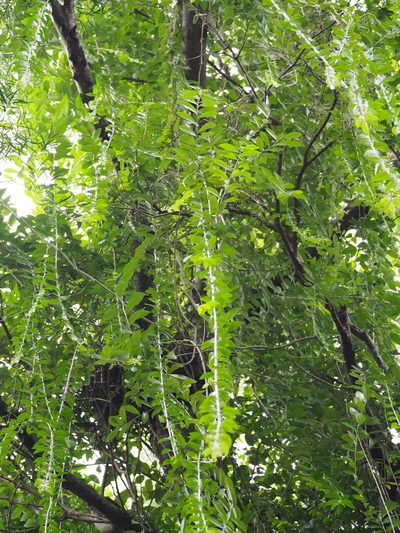 Tarlmounia elliptica, photographed by 葉子